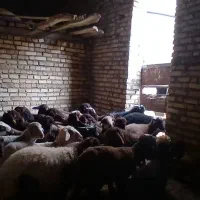 ۳۰راس گوسفند جوان یک ساله