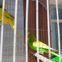 مرغ عشق|پرنده|فیروزآباد (لرستان), |دیوار