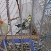 جوجه عروس هلندی نر ۶ ماهه|پرنده|ابریشم, |دیوار