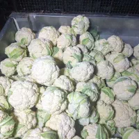 خرید مستقیم گل کلم از کشاورز