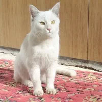 گربه خانگی تربیت شده باهوش