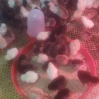 جوجه محلی 5روزه