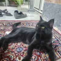 گریه اهلی
