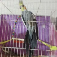 عروس هلندی