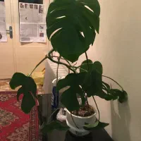 گلدان یوکا فیکوس برگ انجیری خرفه به دلیل مهاجرت|گل و گیاه طبیعی|تبریز, |دیوار