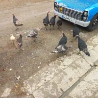 بوقلمون|حیوانات مزرعه|ماهیدشت, |دیوار