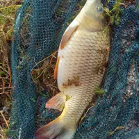 تور دامی ده متری