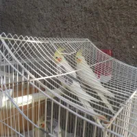 عروس هلندی|پرنده|نسیمشهر, |دیوار