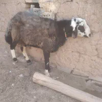 دوراس قوچ افشاری