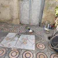 کفتر سینه سبز|پرنده|شیراز, شریف‌آباد|دیوار