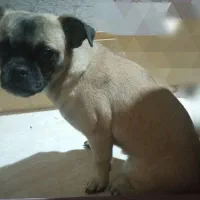 سگ خانگی بولداگ فرانسوی|سگ|سنندج, |دیوار