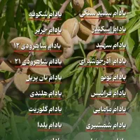 نهالـ بادامـ مناسب باغ تجاری|خدمات باغبانی و درختکاری|اقلید, |دیوار