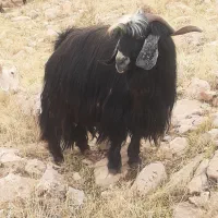 دو نربز کردی اصل وجوان