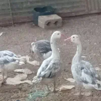 غاز|حیوانات مزرعه|نجف‌آباد, جوزدان|دیوار