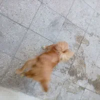 فروش قیمت 10|سگ|پاکدشت, پاکدشت (مامازند)|دیوار