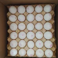 تخم مرغ روز و ارزان