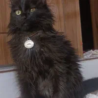 گمشده|حیوانات|مرند, |دیوار