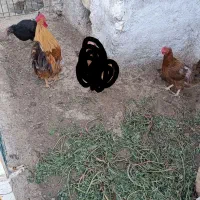 مرغ تخمگذار و خروس|حیوانات مزرعه|مشهد, کلاته برفی|دیوار