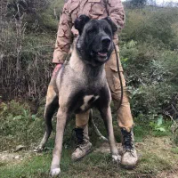 سگ سرابی|سگ|ساری, |دیوار