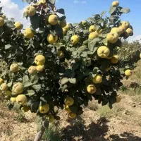 نهالستان میوه پسته و گردو و بادام ظمانتی