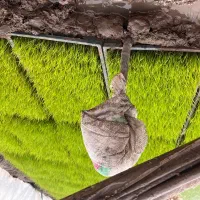 درخواست برای نیروی کار با موتور نشا