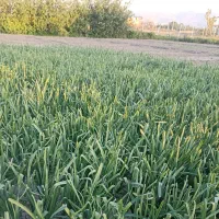 سبزیخانه باقری