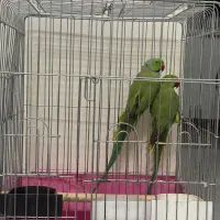طوطی ملنگو جفت کارداده