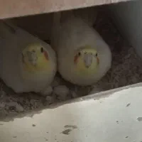 عروس هلندی لوتینو