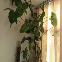 گل گوش|گل و گیاه طبیعی|مشهد, شهید قربانی|دیوار