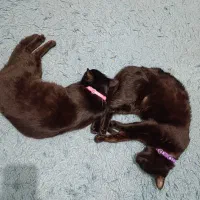 واگذاری گربه