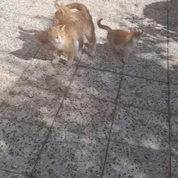 فروش گربه|گربه|رفسنجان, |دیوار