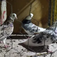 کبوتر پرشی|پرنده|نقده, |دیوار