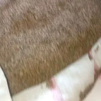 عدس(نوژی)|خوردنی و آشامیدنی|کوهدشت, |دیوار