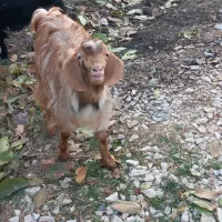 بزغاله|حیوانات مزرعه|شیروان (خراسان), |دیوار