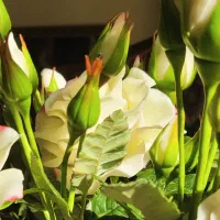 گلهای دست ساز منعطف چینی|گل مصنوعی|تهران, کوهک|دیوار