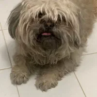 واگذاری  سگ شیتزو