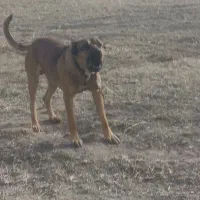 واگذاری سگ سرابی خالص