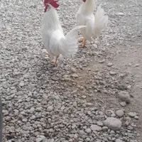 ۲عدد خروس یکساله|حیوانات مزرعه|قلعه قاضی, |دیوار