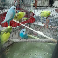 مرغ عشق دونه ای ۱۳۰|پرنده|قزوین, |دیوار