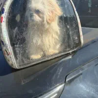 توله خانگی|سگ|سلفچگان, |دیوار