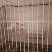فنج نرگسی
