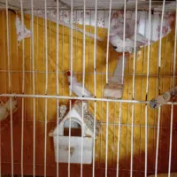 فنچ۹عدد|پرنده|اسفراین, |دیوار