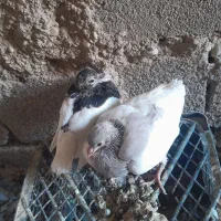 کفترنروماده ذاشت شهری|پرنده|فسا, |دیوار
