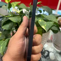 Iphone 13 cha 128G|موبایل|شیراز, زند|دیوار