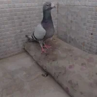 نر سبز المانی|پرنده|زهک, |دیوار