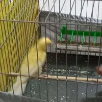 باسلام قناری ماده اماده سرحال وسالم کشیده وزیبا