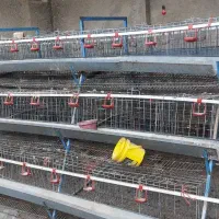 قفس مرغ تخم گذار