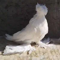 کبوتر بخارا|پرنده|اصفهان, ارغوانیه|دیوار