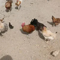 مرغ کوردی