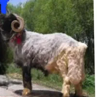 قوچ میش مدتی یه سالع